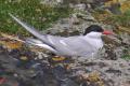 Arctic Tern Image